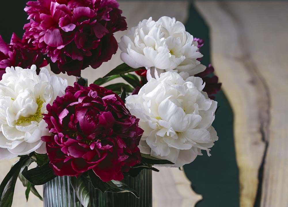 a-bouquet-of-colorful-peonies-in-a-vase-SUKH6GS.jpg